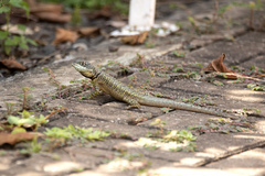 Tropidurus torquatus