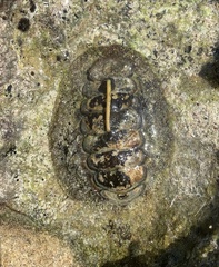 Acanthopleura