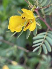 Chamaecrista lineata