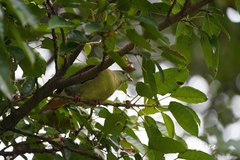 Treron curvirostra