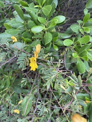 Chamaecrista lineata