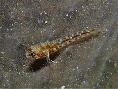 Helcogramma decurrens