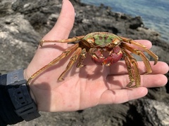 Grapsus