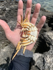 Grapsus
