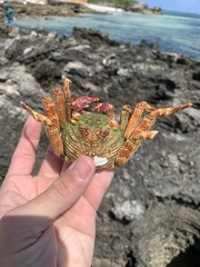Grapsus