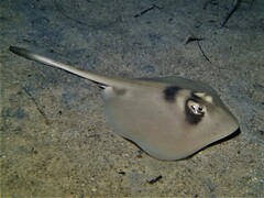 Trygonoptera personata