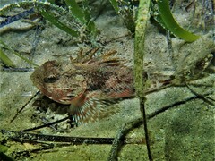 Maxillicosta scabriceps