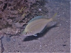 Parequula melbournensis