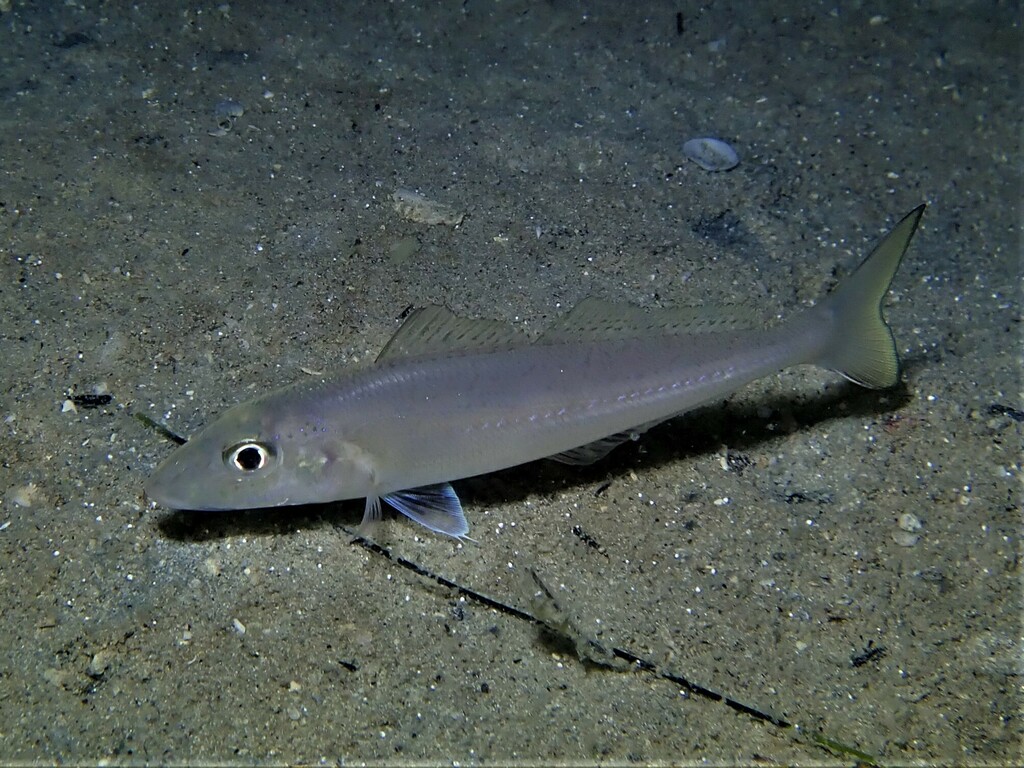 Western Sand Whiting
