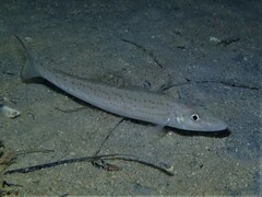 Sillaginodes punctatus