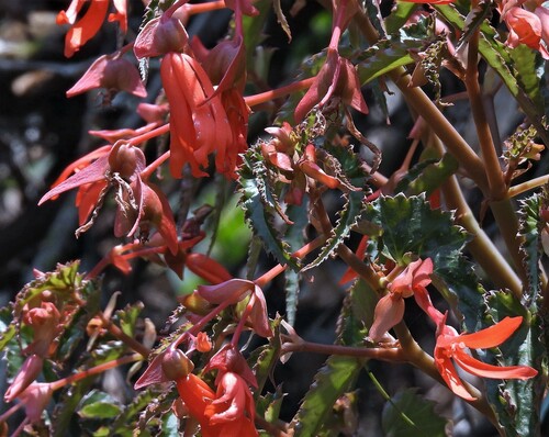 Begonia boliviensis