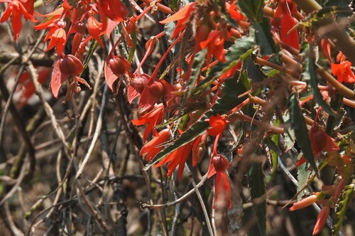 Begonia boliviensis