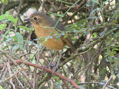 Grallaria quitensis