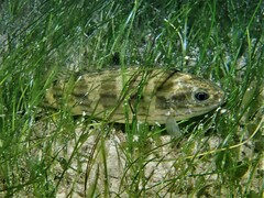 Helotes octolineatus