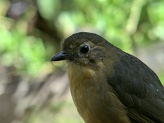 Grallaria quitensis