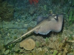Trygonoptera personata