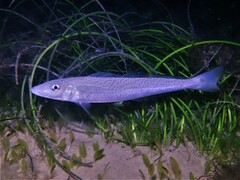 Sillaginodes punctatus