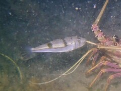 Torquigener pleurogramma