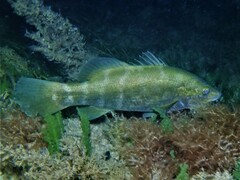 Psammoperca datnioides