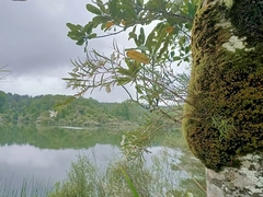 Dendrobium cunninghamii