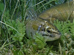 Helotes octolineatus