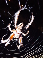 Hortophora