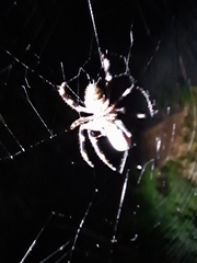 Hortophora