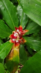 Costus