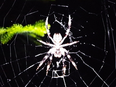 Hortophora