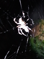 Hortophora