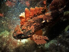 Scorpaena sumptuosa