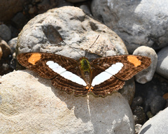 Adelpha iphiclus iphiclus