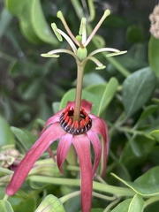 Passiflora cupraea
