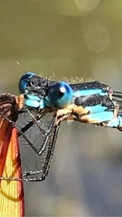 Austrolestes colensonis