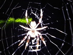 Hortophora
