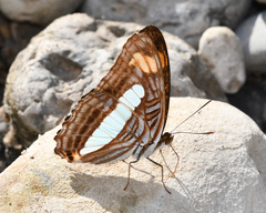 Adelpha iphiclus iphiclus