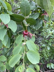Passiflora cupraea