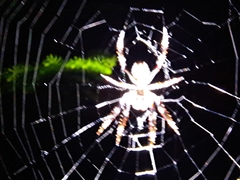 Hortophora