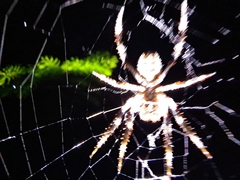 Hortophora