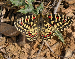 Zerynthia rumina