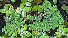 Azolla pinnata