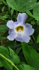 Thunbergia laurifolia