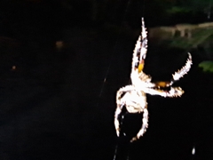 Hortophora