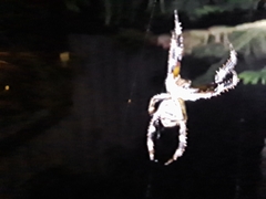 Hortophora