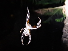 Hortophora