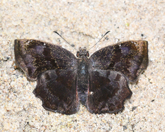 Antigonus mutilatus