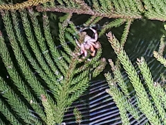Hortophora