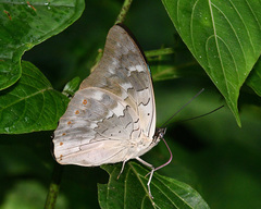 Archaeoprepona demophoon