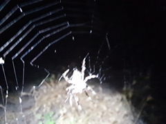 Hortophora