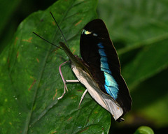 Archaeoprepona demophoon